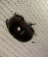 Geotrupes blackburnii