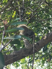 Callosciurus erythraeus