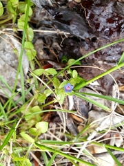 Lysimachia arvensis caerulea