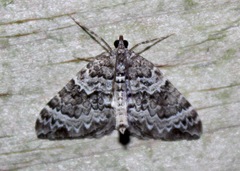 Eulithis explanata