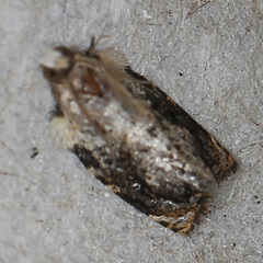 Acroceuthes metaxanthana