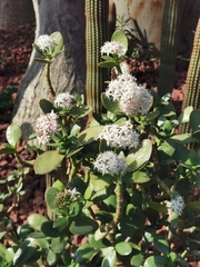 Crassula arborescens undulatifolia