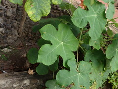 Jatropha podagrica
