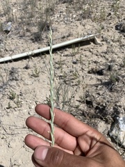 Thinopyrum intermedium