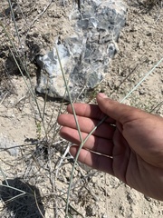 Thinopyrum intermedium