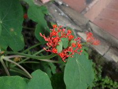 Jatropha podagrica