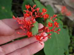 Jatropha podagrica