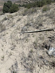 Thinopyrum intermedium