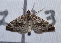 Eulithis explanata