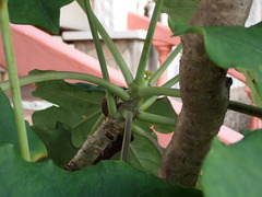 Jatropha podagrica