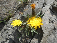 Scorzoneroides montana