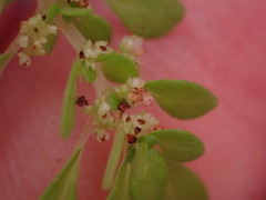 Pilea microphylla