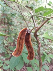 Mucuna pruriens