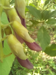 Mucuna pruriens