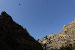 Milvus migrans lineatus