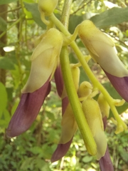 Mucuna pruriens