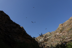 Milvus migrans lineatus