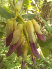 Mucuna pruriens