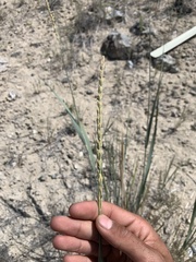 Leymus cinereus