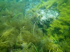 Siphonognathus argyrophanes