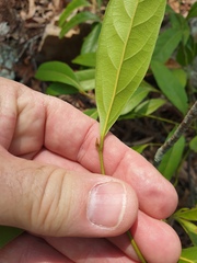 Cryptocarya