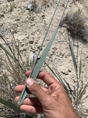 Leymus cinereus