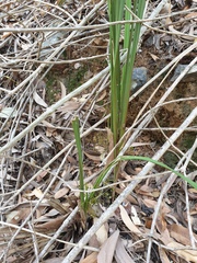 Dianella brevipedunculata