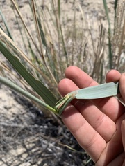 Leymus cinereus