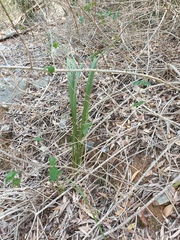 Dianella brevipedunculata