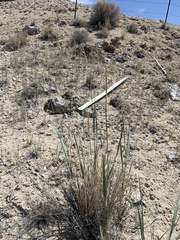 Leymus cinereus