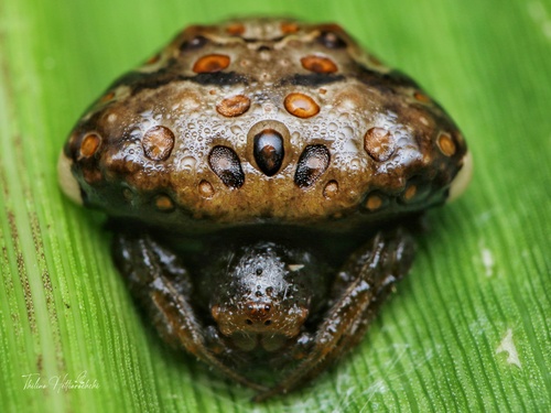 Cyrtarachne bengalensis