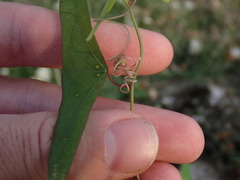 Decaloba