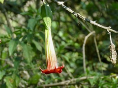 Brugmansia sanguinea