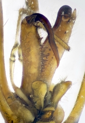 Tetragnatha bogotensis