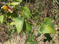 Echinostephia aculeata