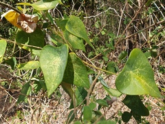 Echinostephia aculeata