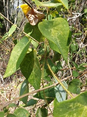 Echinostephia aculeata