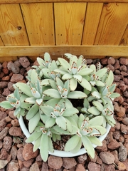 Kalanchoe tomentosa