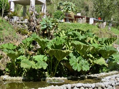 Gunnera