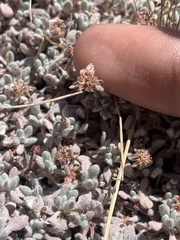 Eriogonum shockleyi
