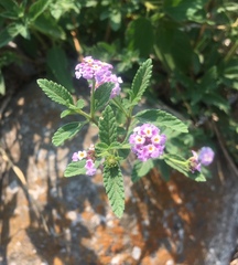 Lantana fucata