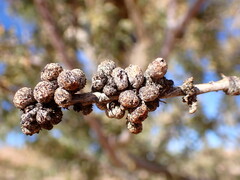 Tanaostigmodes howardii