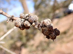 Tanaostigmodes howardii