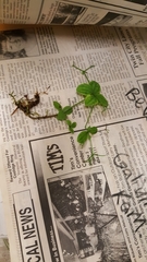 Galium kamtschaticum