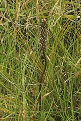Xanthorrhoea minor