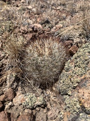 Pediocactus simpsonii