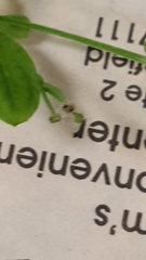 Galium kamtschaticum