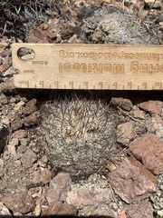 Pediocactus simpsonii