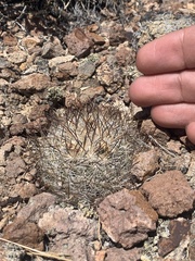 Pediocactus simpsonii