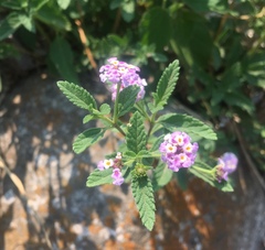 Lantana fucata